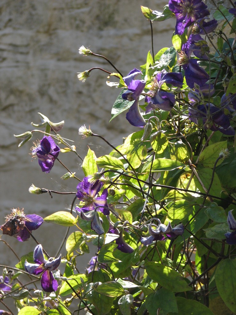 And speaking of the outside toilet, this rather glorious clematis is climbing up the outside of it