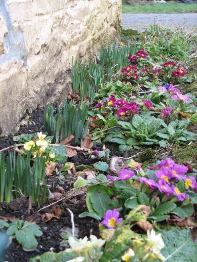 Just outside the front door there are two thin borders which are a cacophony of primulas. And look even more stunning when Chris has been weeding