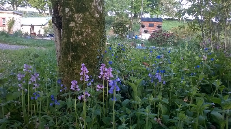 Welcome to May! Our spread of bluebells is growing...along with the occasional "whitebell" and "mauvebell"