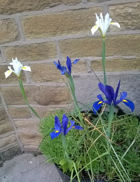 And finally - not Katrine Bank at all! I planted these irises outside the NH offices in Morecambe and just love them coming back every year - hurray for irises!