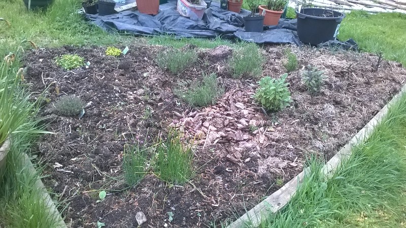 The herb bed planted up, with the potted fruit bushes in the background