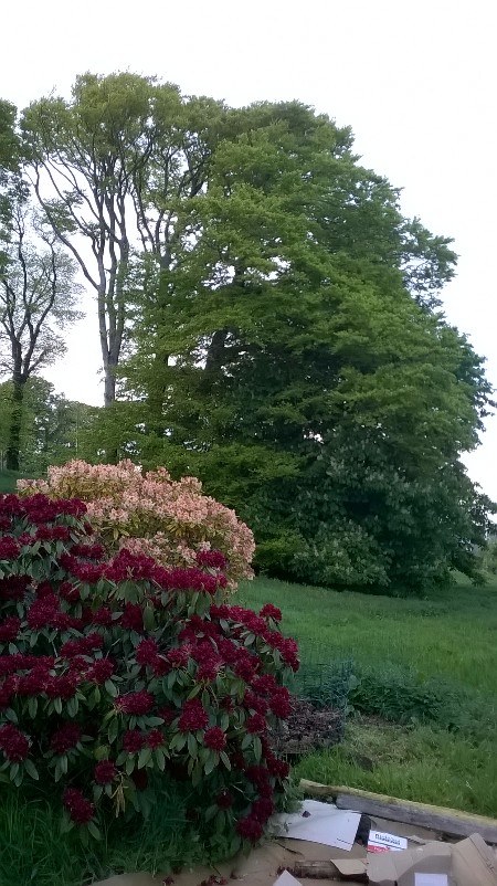 One of my favourite views from my office window - both rhodies in full flower, with the subtly different shades of leaf of the beech and the horse chestnut in the background