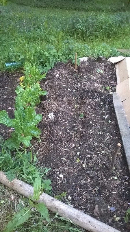 See that sparse looking ground between the chard on the left and the cardboard on the right? In there are some very tiny leek seedlings - about 50 of which survived to be planted on (into the area to the left which here has a cardboard mulch on)