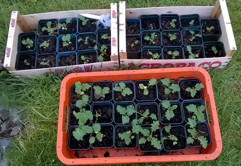 Did pretty well with the kale seedlings - plenty to give away to friends!