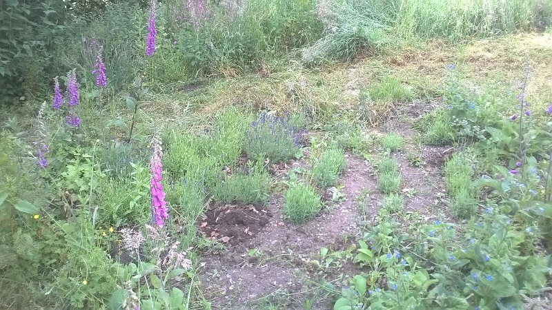 The flower bed by the drive continues to grow - and the lavender plants continue to be rehoused here and there