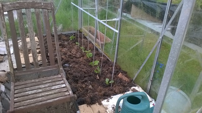 French beans installed in the greenhouse