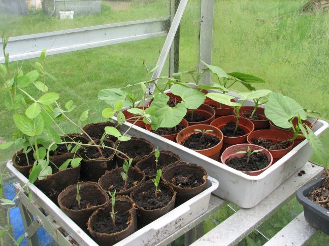 Growing-greenhouse1
