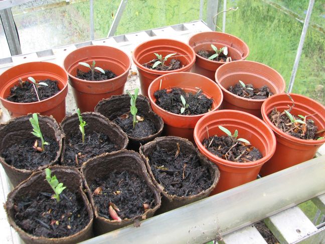 Growing-greenhouse3