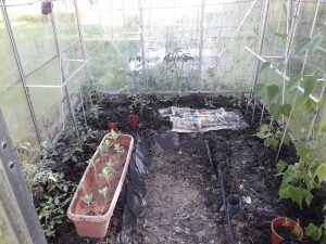 The greenhouse in its early stages. The trough contains sedum cuttings - which are AMAZINGLY easy to bring on and are a great succulent leaf for salads, especially early in the season