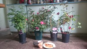 Birthdays don't get much better than this: birthday roses with a birthday breakfast of hot chocolate, beans, hash browns and veggie sausages. YUMOLA